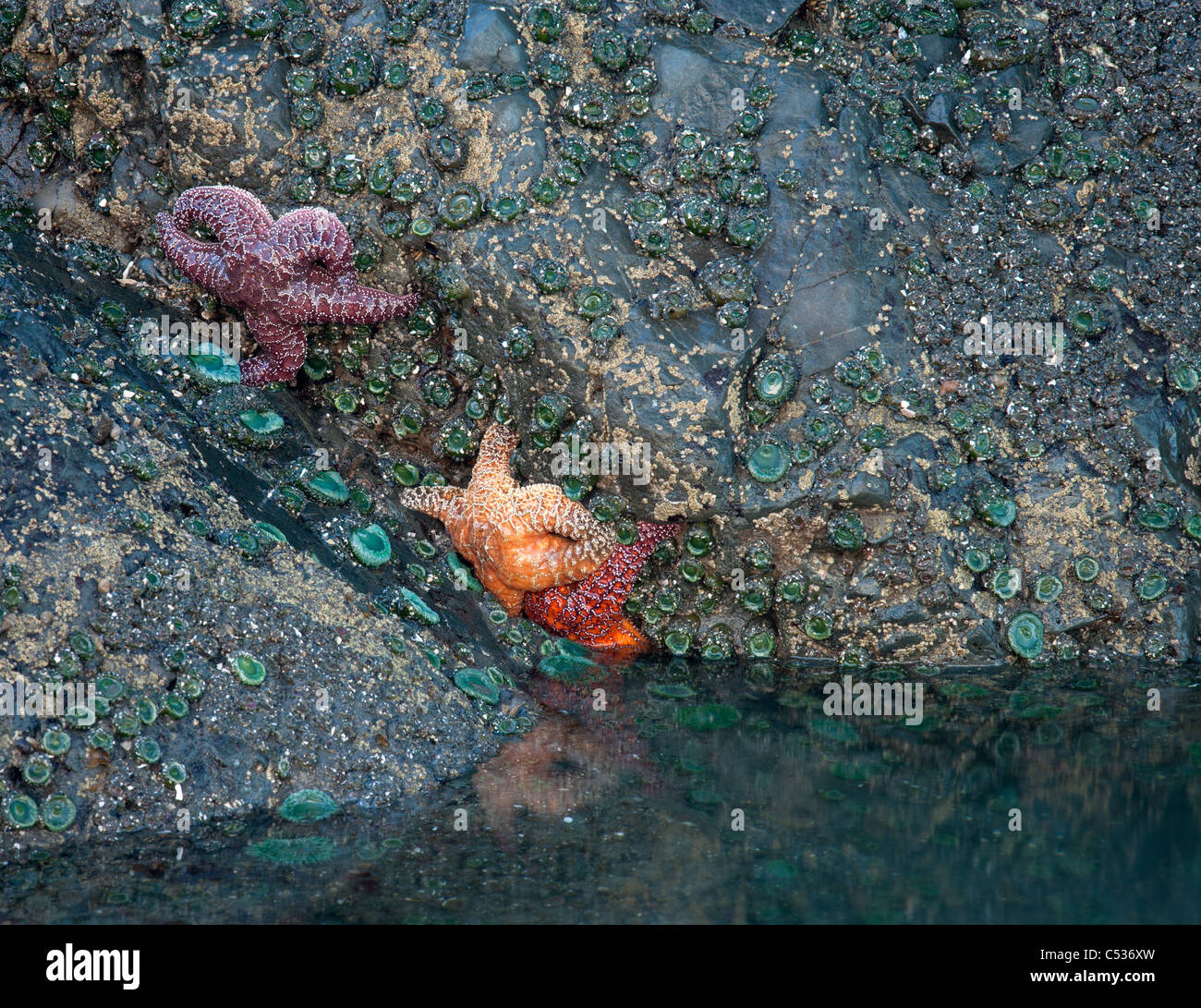 ochre star, Ruby Beach, Olympic National Park, Washington Stock Photo