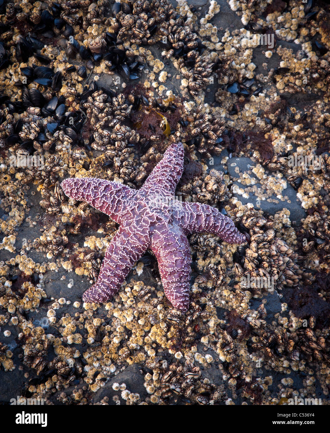 purple ochre star, Ruby Beach, Olympic National Park, Washington Stock Photo