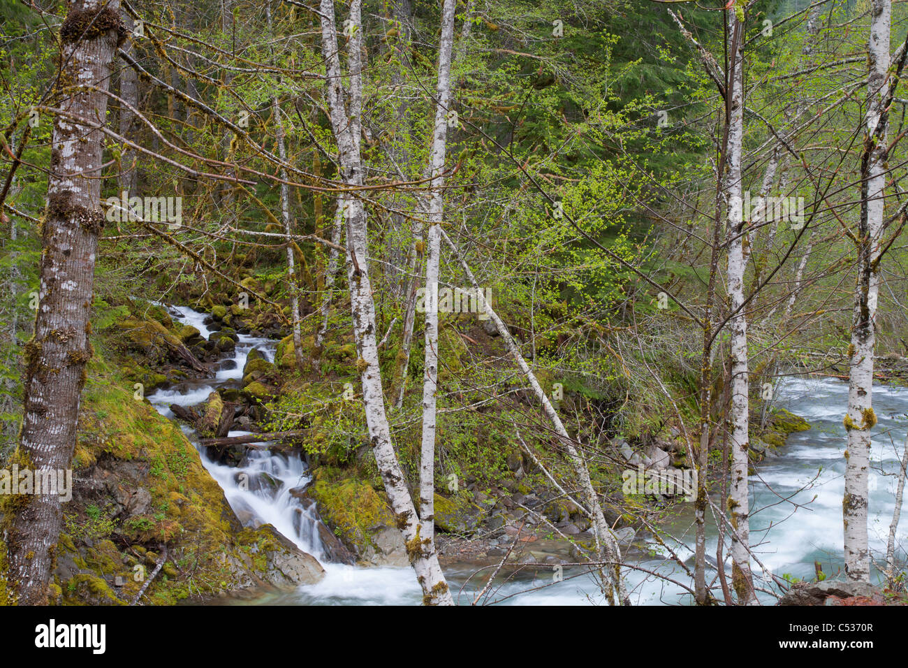 converging creeks, Gifford Pinchot National Forest, Washington Stock Photo