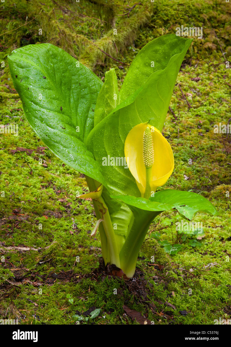 skunk cabbage, Lysichiton americanus, Mt. Rainier National Park, Washington (aka Yellow Skunk Cabbage, Swamp Lantern) Stock Photo