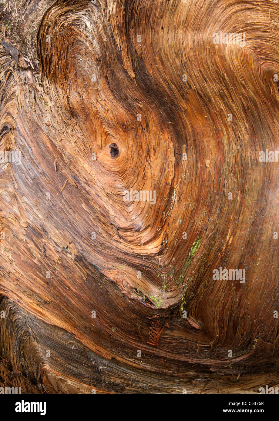 detail of fallen log, Grove of the Patriarchs, Mount Rainier National Park, Washington Stock Photo