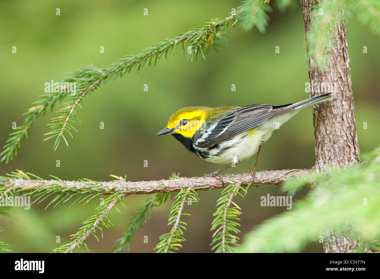 Black-throated Green Warbler perched  in Eastern Hemlock Tree Stock Photo