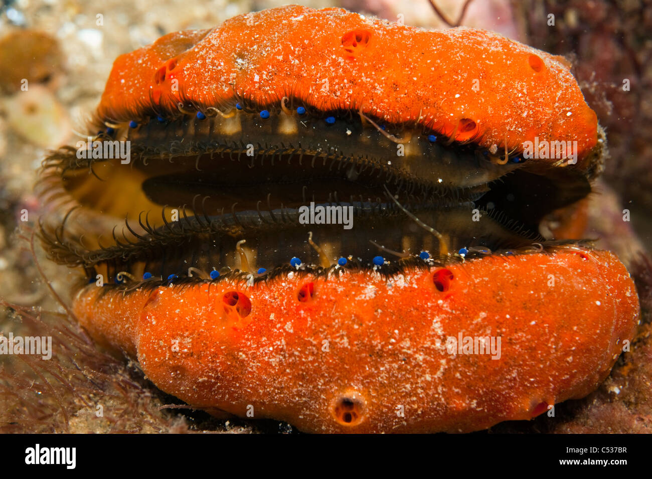 Fan Shell or Doughboy Scallop (Chlamys asperrimus) photographed in South Australia. Stock Photo
