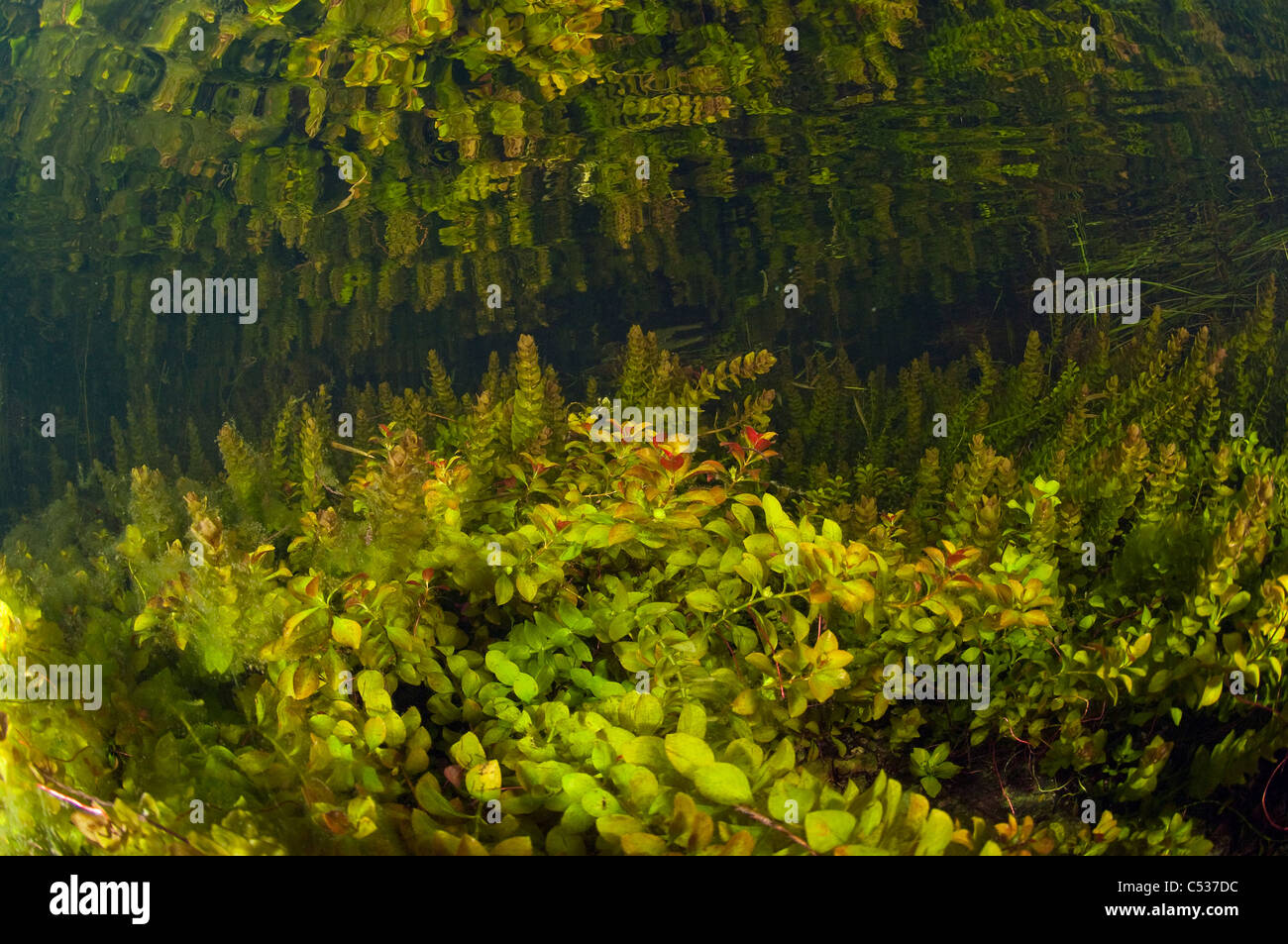 Underwater plants thrive in the crystal clear water flooding cypress forests in the Florida Everglades. Stock Photo
