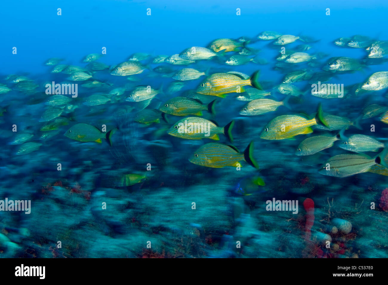Coral Reef in Palm Beach County, Florida with an assortment of invertebrates and fish species. Stock Photo