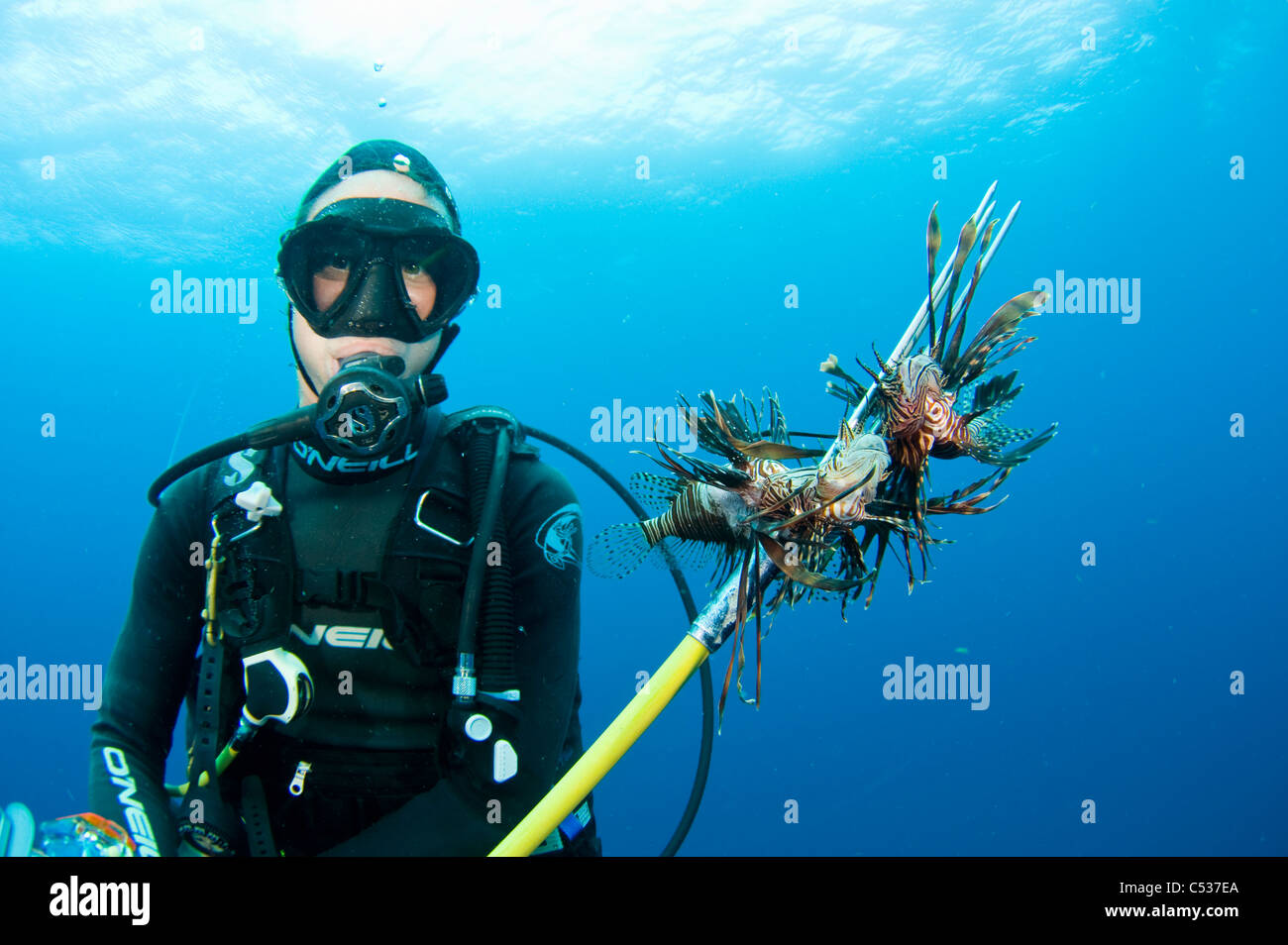 Diver with a catch of Lionfish (Pterois volitans), an invasive species that has spread throughout the Caribbean and Atlantic. Stock Photo