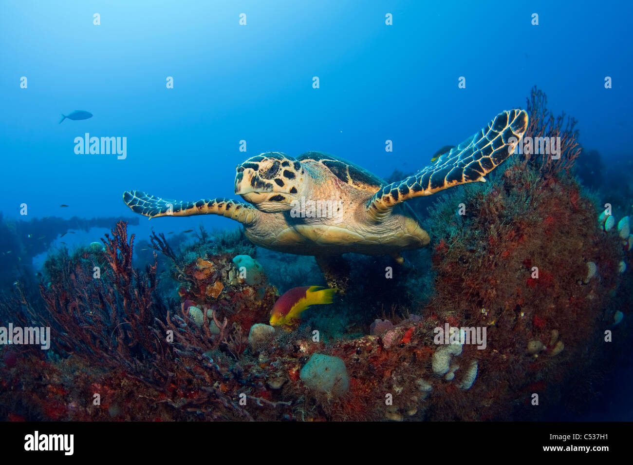 Hawksbill Sea Turtle (Eretmochelys imbricata) photographed in Palm Beach County, FL. Stock Photo