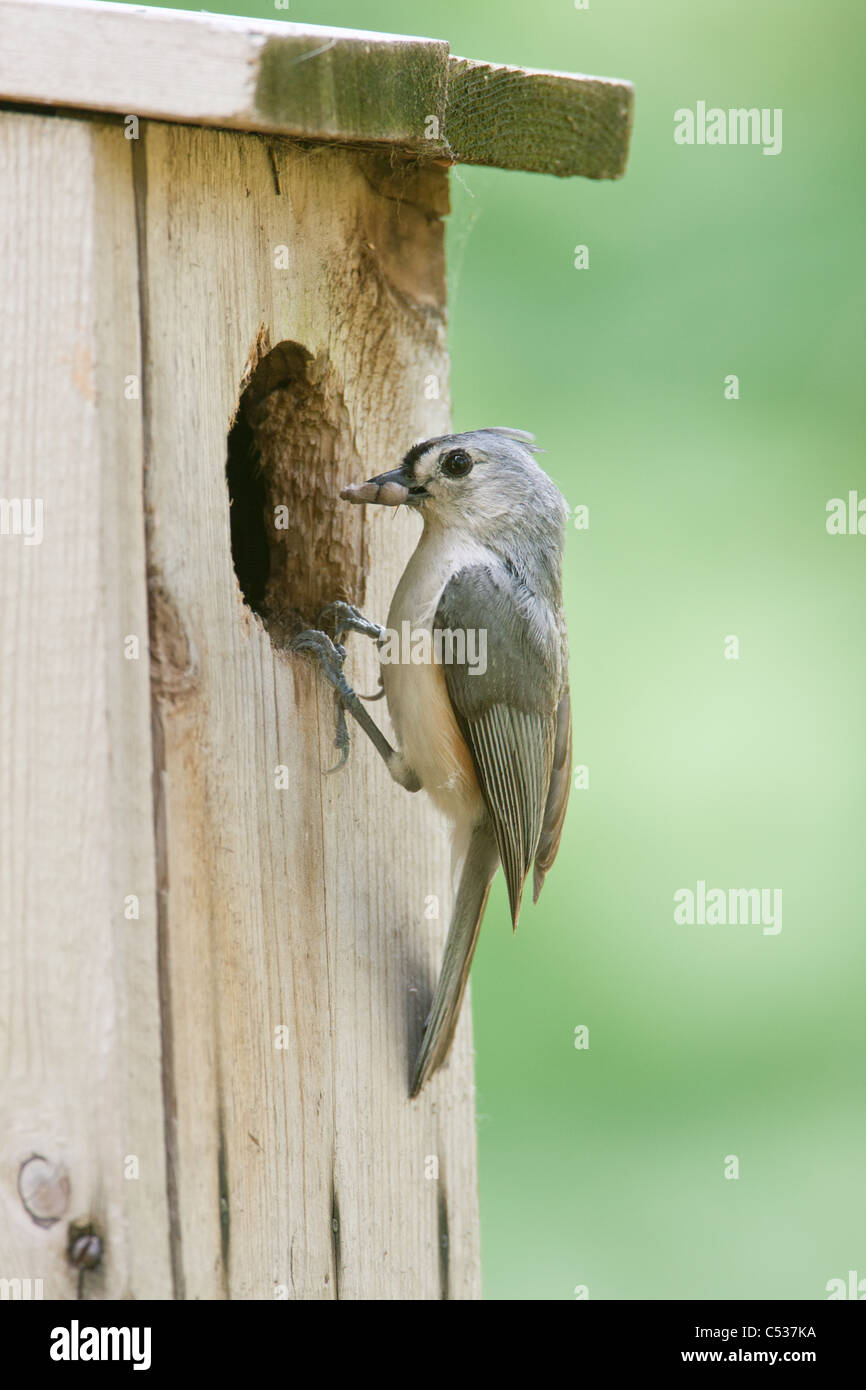 Tufted Titmouse perched at Nest Box - vertical Stock Photo