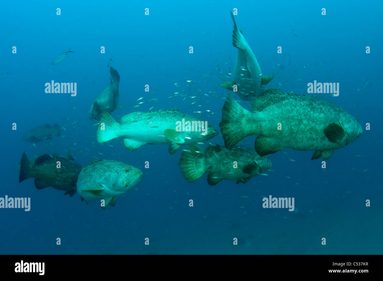 Goliath grouper Epinephelus itajara photographed underwater offshore ...