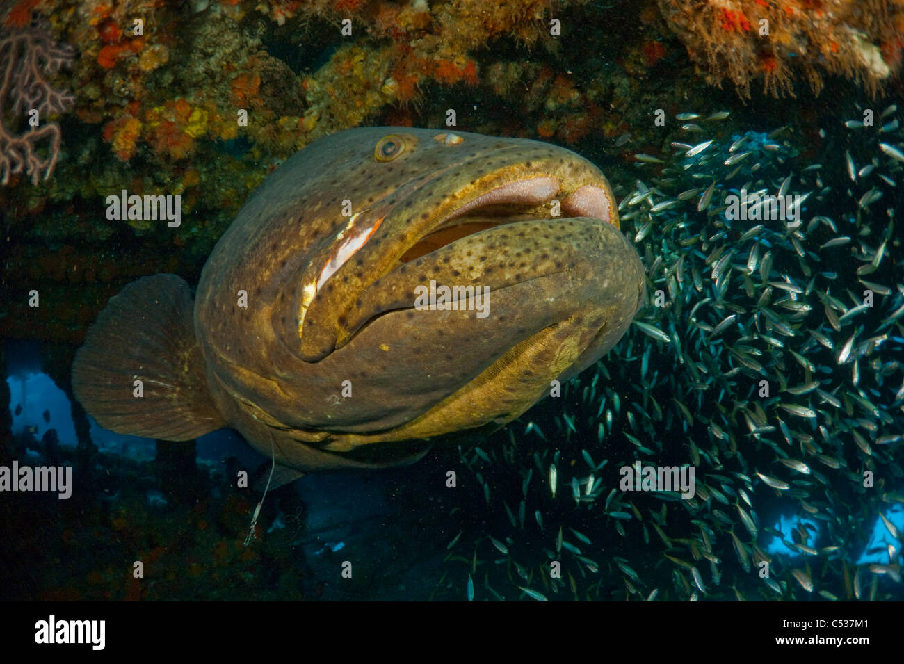Epinephelus itajara hi-res stock photography and images - Alamy
