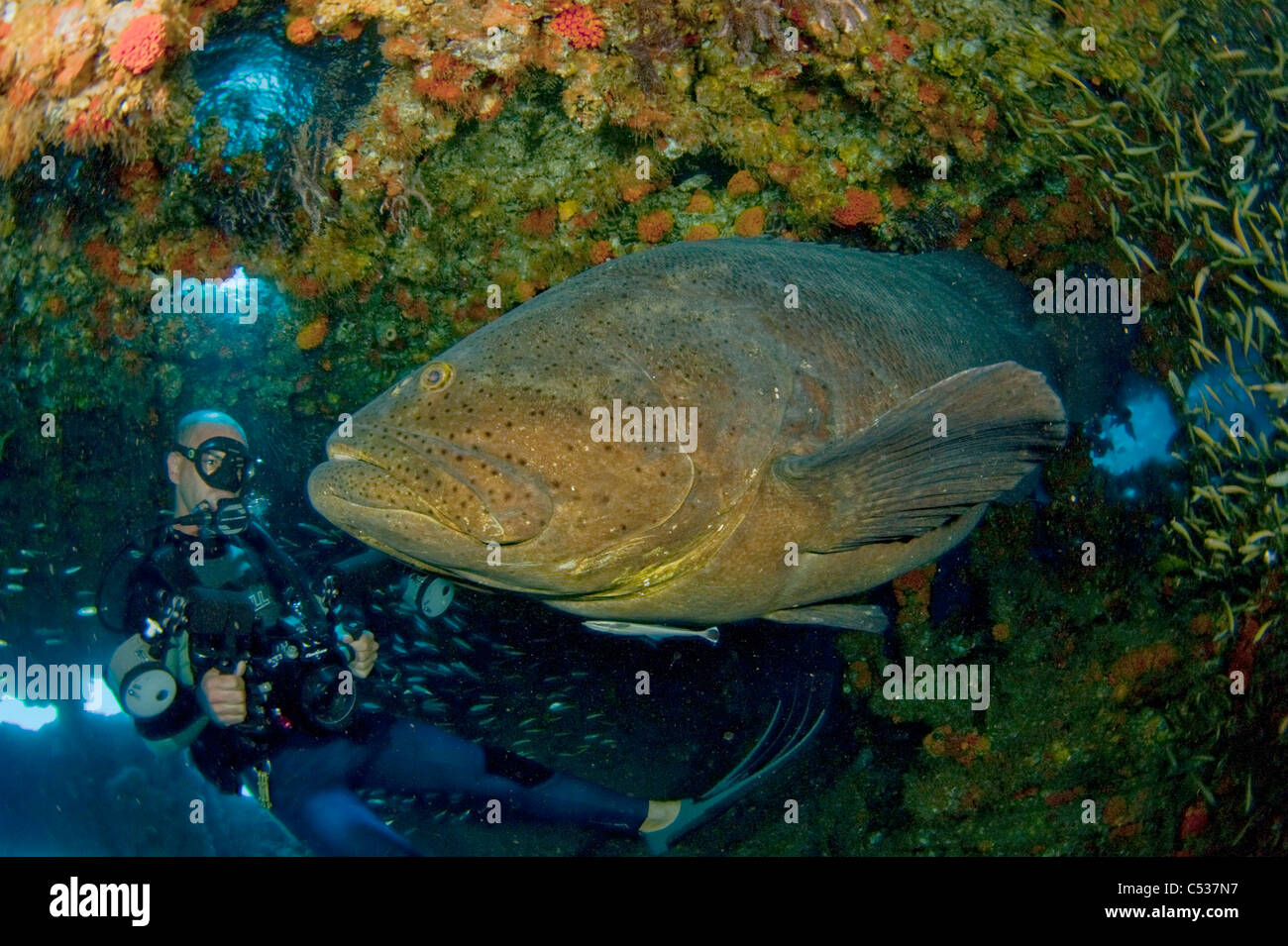 Scuba Diver and Goliath Grouper (Epinephelus itajara) in Palm Beach; FL. Protected and endangered Stock Photo