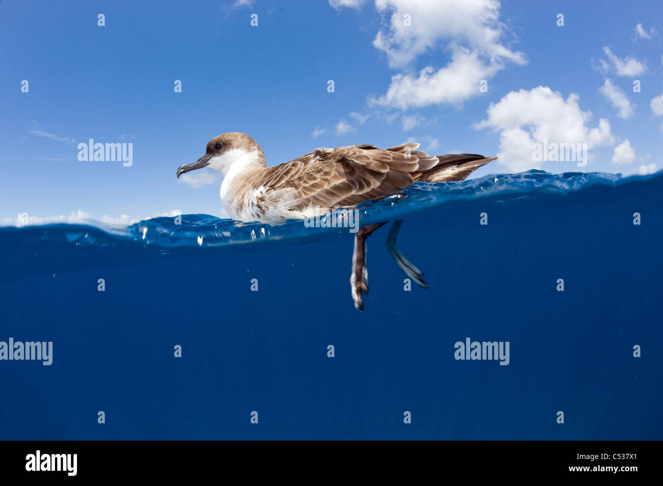 Great Shearwater (Puffinus gravis) photographed offshore Palm Beach, FL. Stock Photo