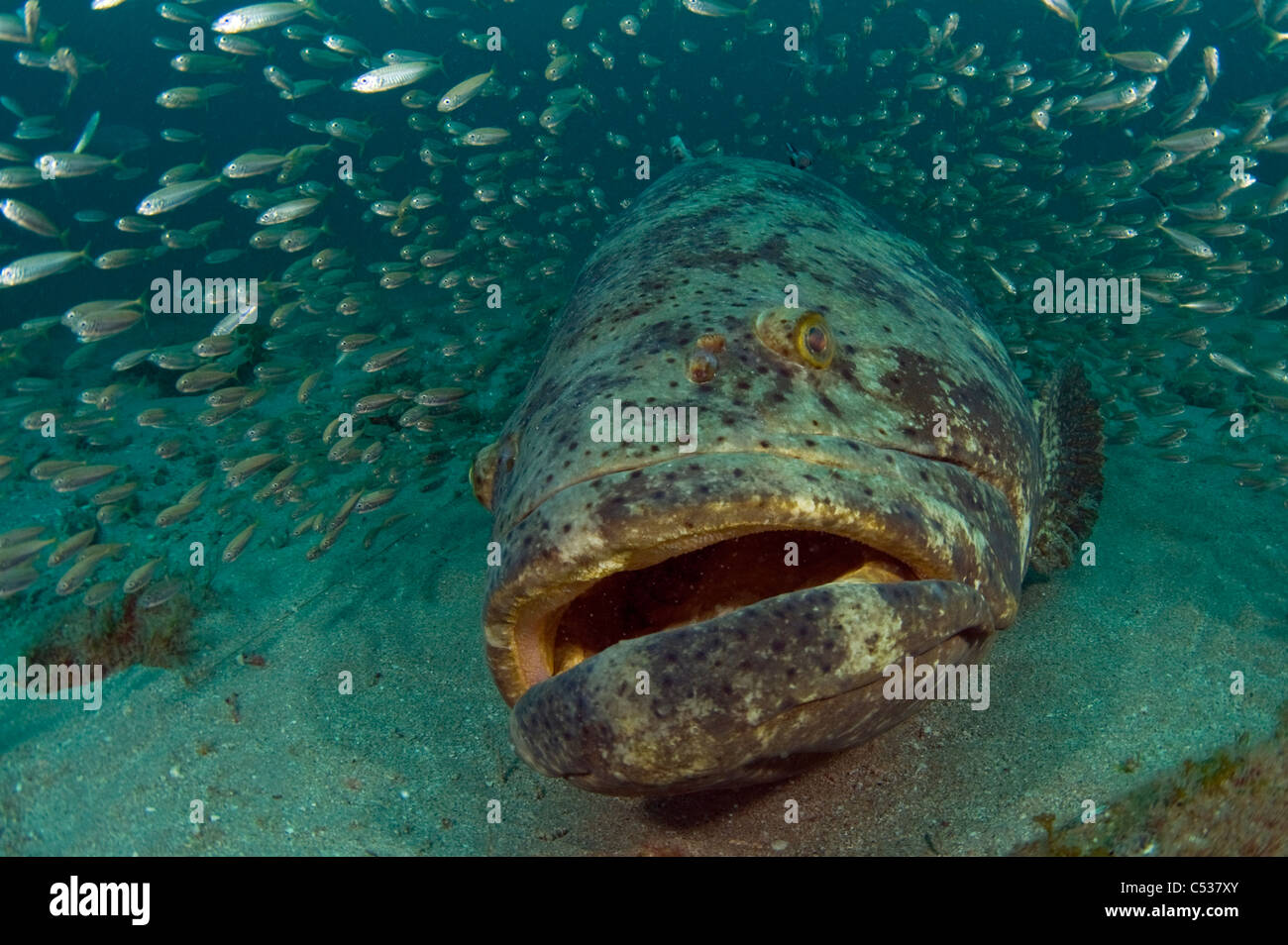Goliath grouper Epinephelus itajara photographed underwater offshore Palm Beach, Florida during the spawning season. Endangered Stock Photo