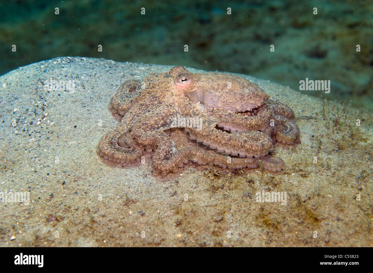 Caribbean Long Arm Octopus (Octopus defilippi) photographed in Singer Island, FL. Stock Photo
