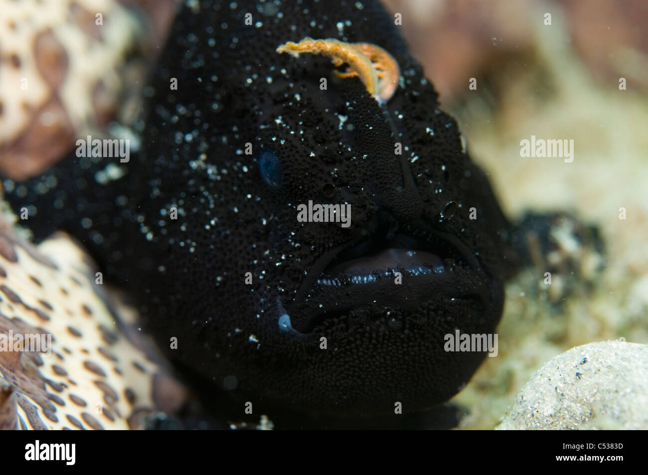 Black-phase Striated Frogfish (Antennarius striatus) photographed near the Blue Heron Bridge in Singer Island, FL. Stock Photo