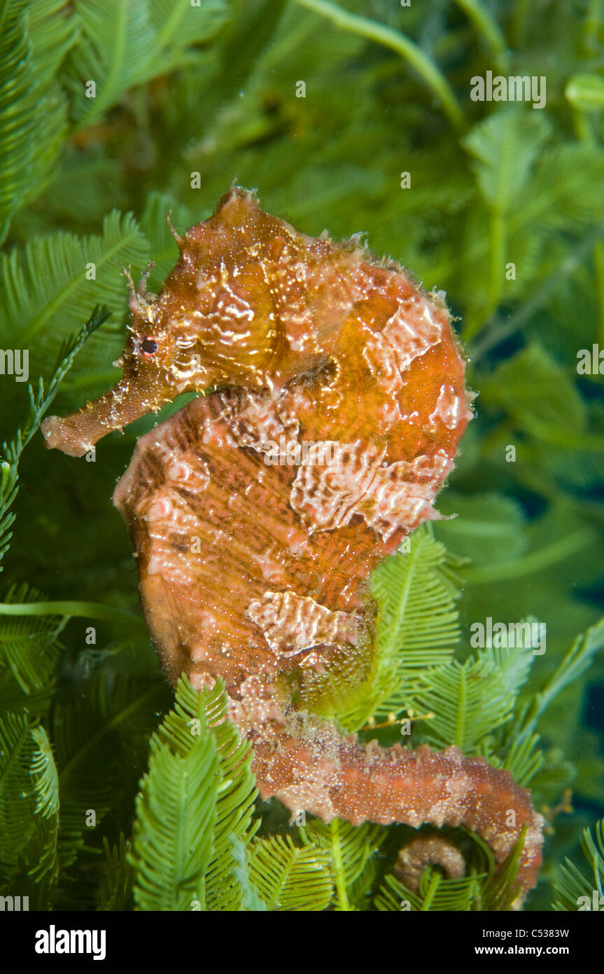 Lined seahorse Hippocampus erectus rests among algae in Singer Island, FL Stock Photo