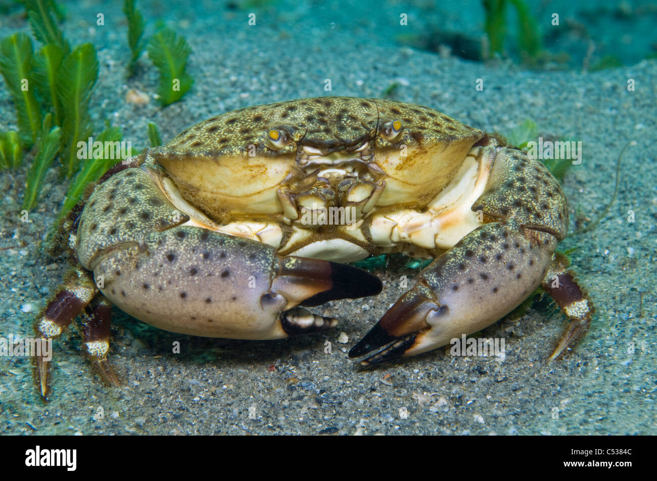 Florida stone crab Menippe mercenaria crawls over the sandy bottom of the Palm Beach Inlet, Singer Island, FL. Stock Photo