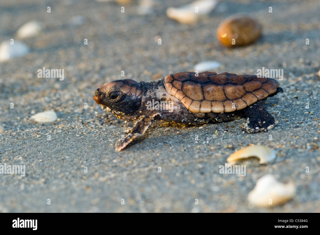 Loggerhead Sea Turtle Hatchling (Caretta caretta) on its way to the Atlantic Ocean after hatching on Juno Beach, FL. Stock Photo