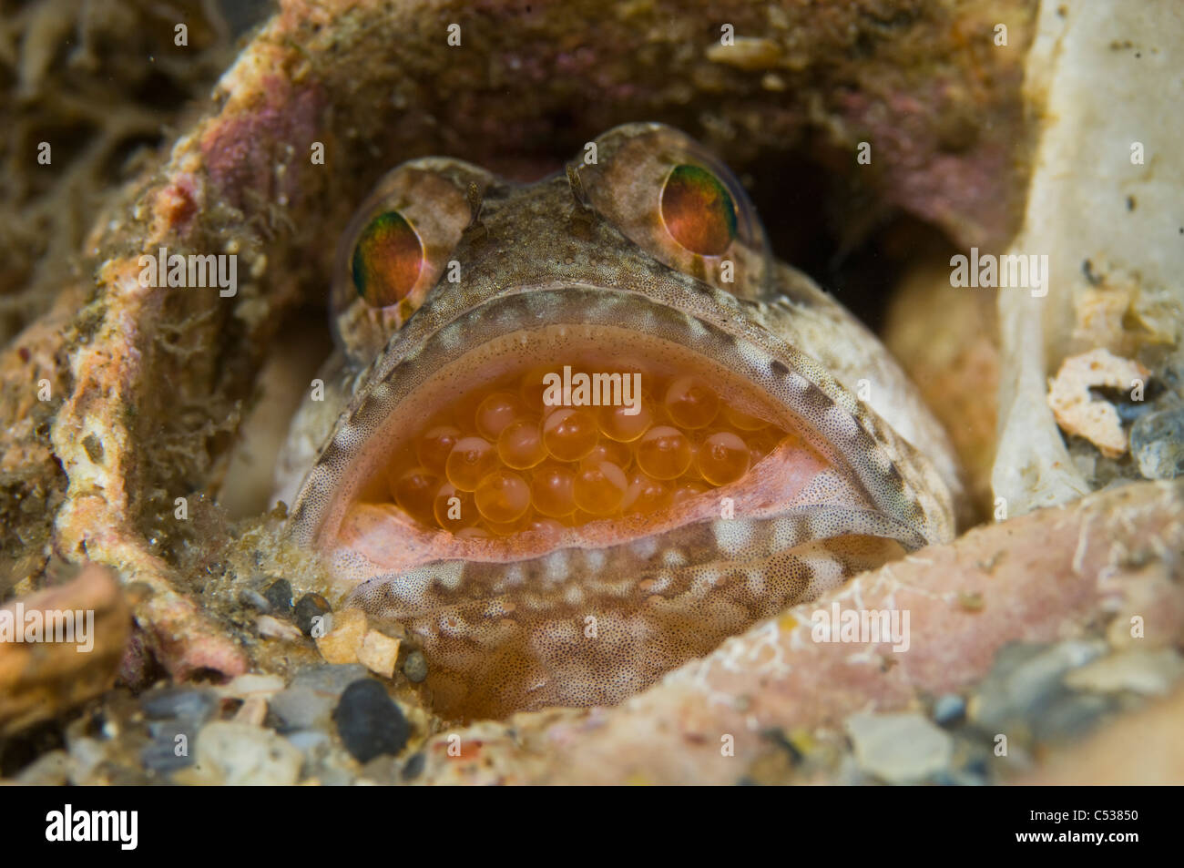 Male Jawfish (Opistognathus sp) incubating eggs in his mouth. This species is known as a paternal mouthbrooder. Stock Photo