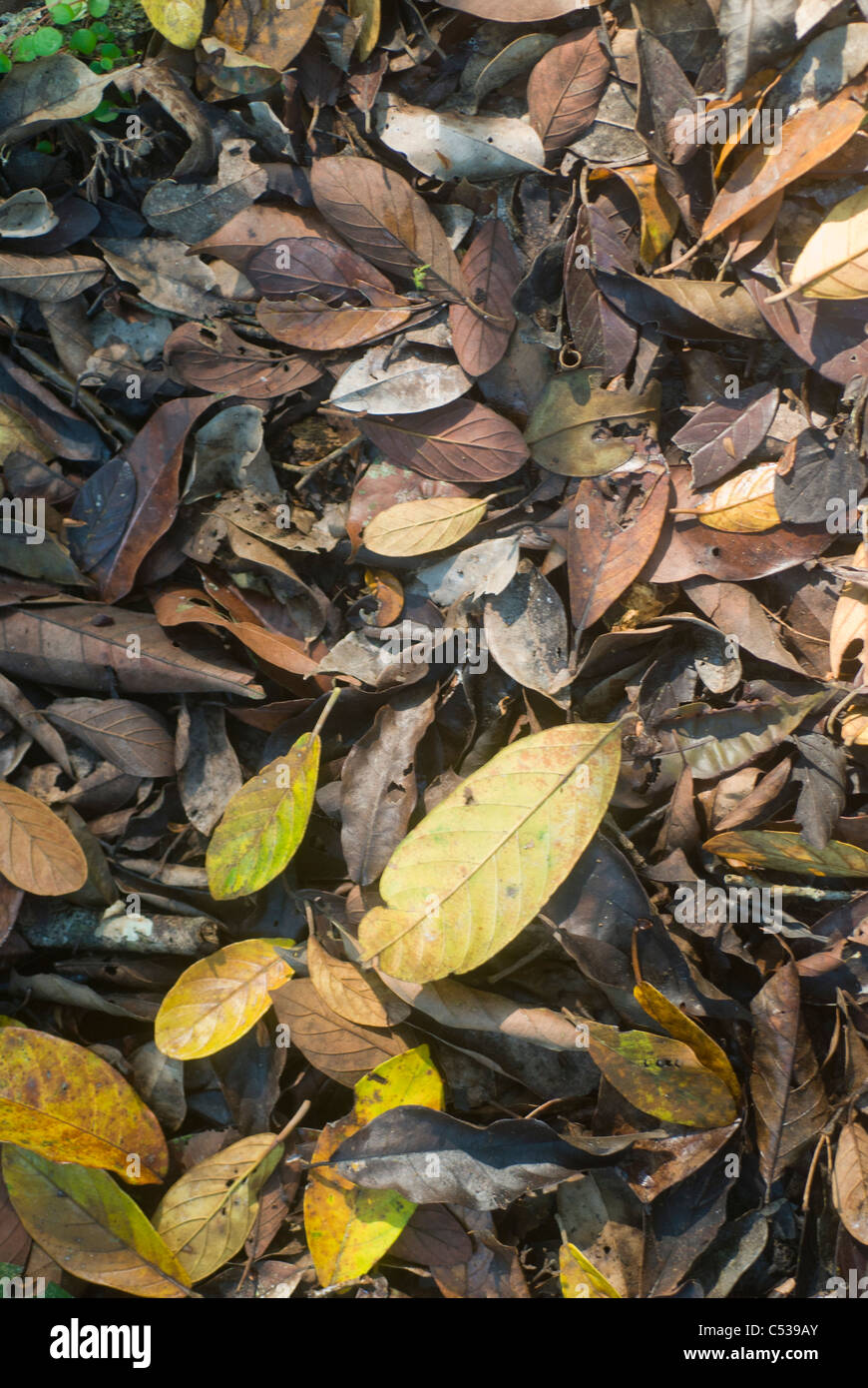 Forest Floor In Amazon Rainforest In Loreto Peru Stock Photo