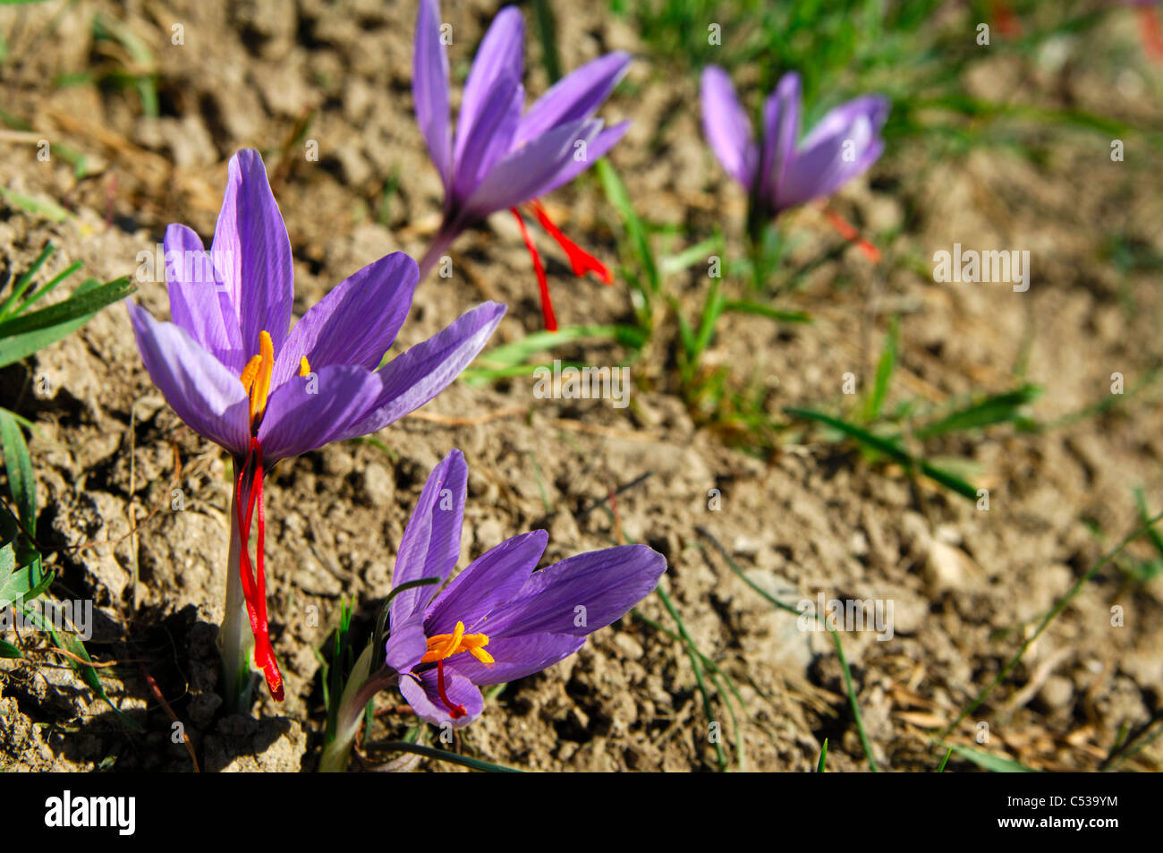 Autumn Crocuses, Saffron flowers, Crocus sativus, with the typical three red stigmas, Mund, Valais, Switzerland Stock Photo