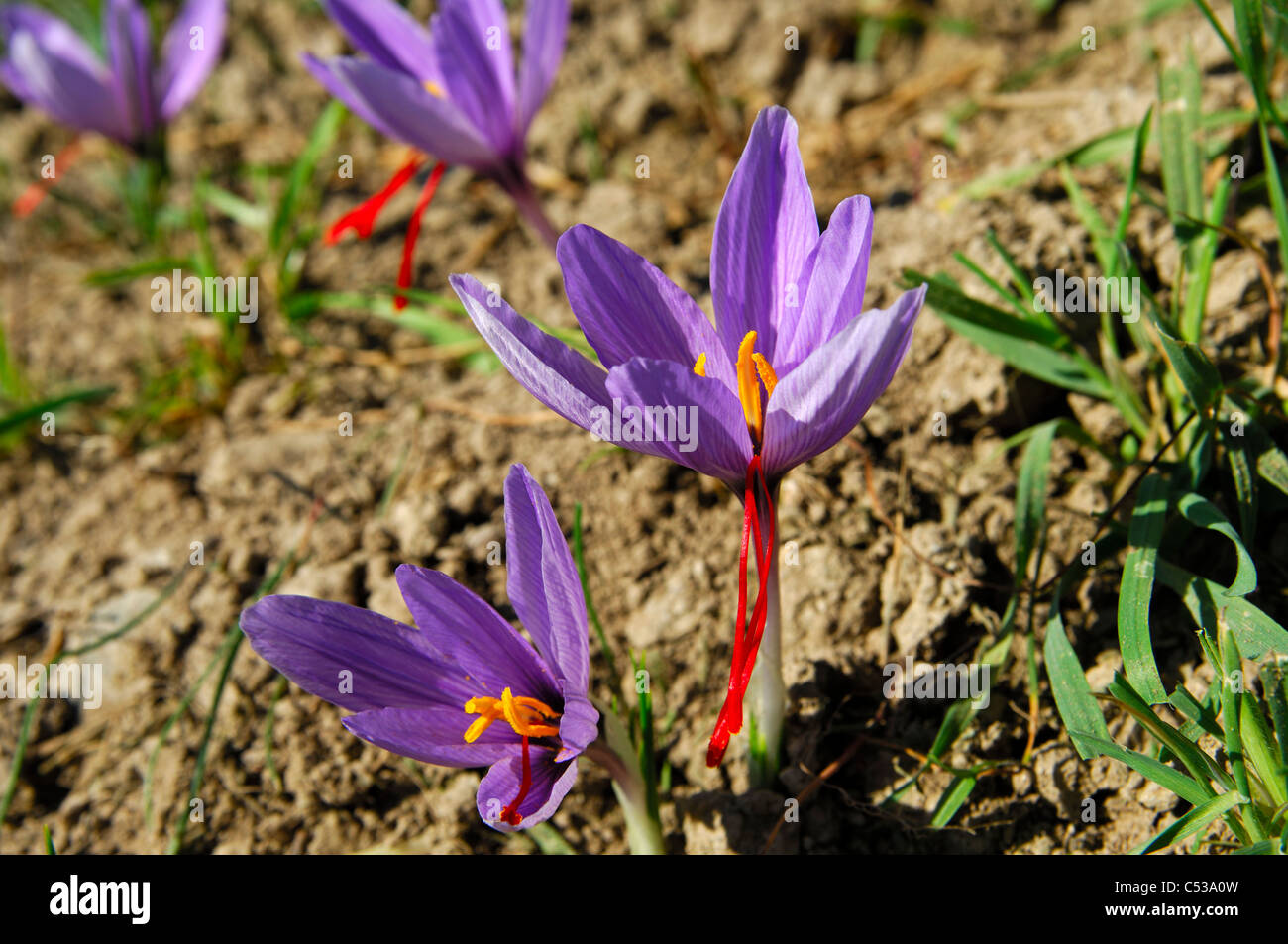 Autumn Crocuses, Saffron flowers, Crocus sativus, with the typical