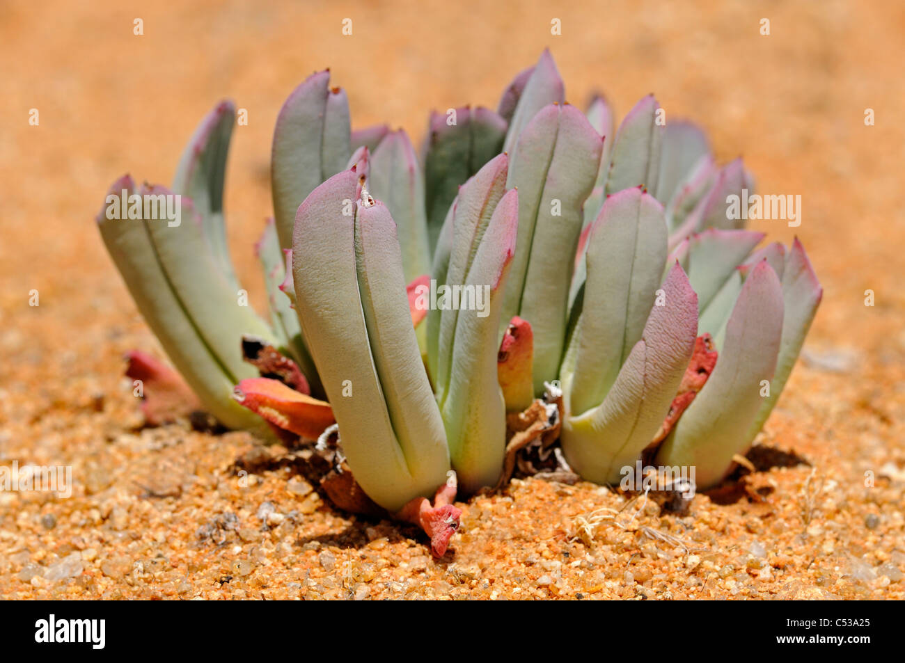 Cheiridopsis sp. in habitat, Aizoaceae, Mesembs, Goegap Nature Reserve, Namaqualand, South Africa Stock Photo