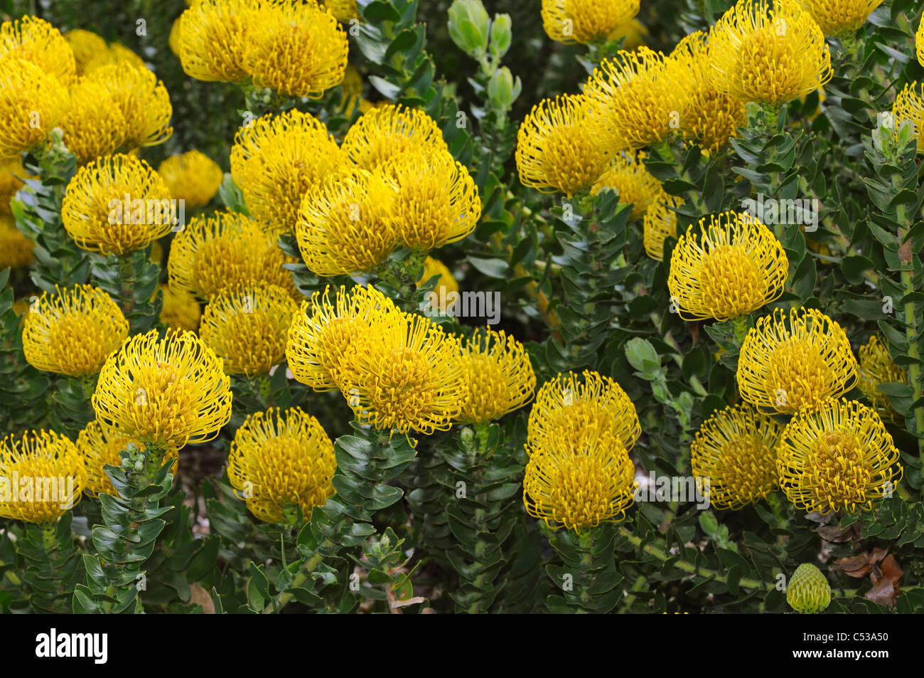 Leucospermum cordifolium Hybrid Yellow Bird, Proteaceae, Botanical Garden Kirstenbosch, Cape Town, South Africa Stock Photo
