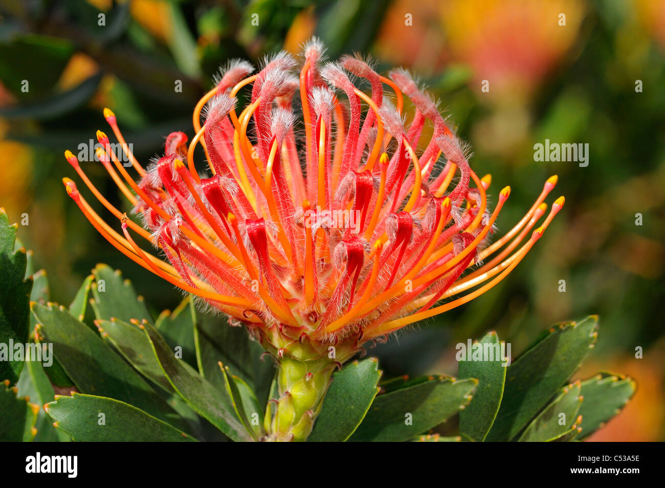Leucospermum Hybrid Scarlett Ribbon, Proteaceae, Cape Point Nature Reserve , South Africa Stock Photo