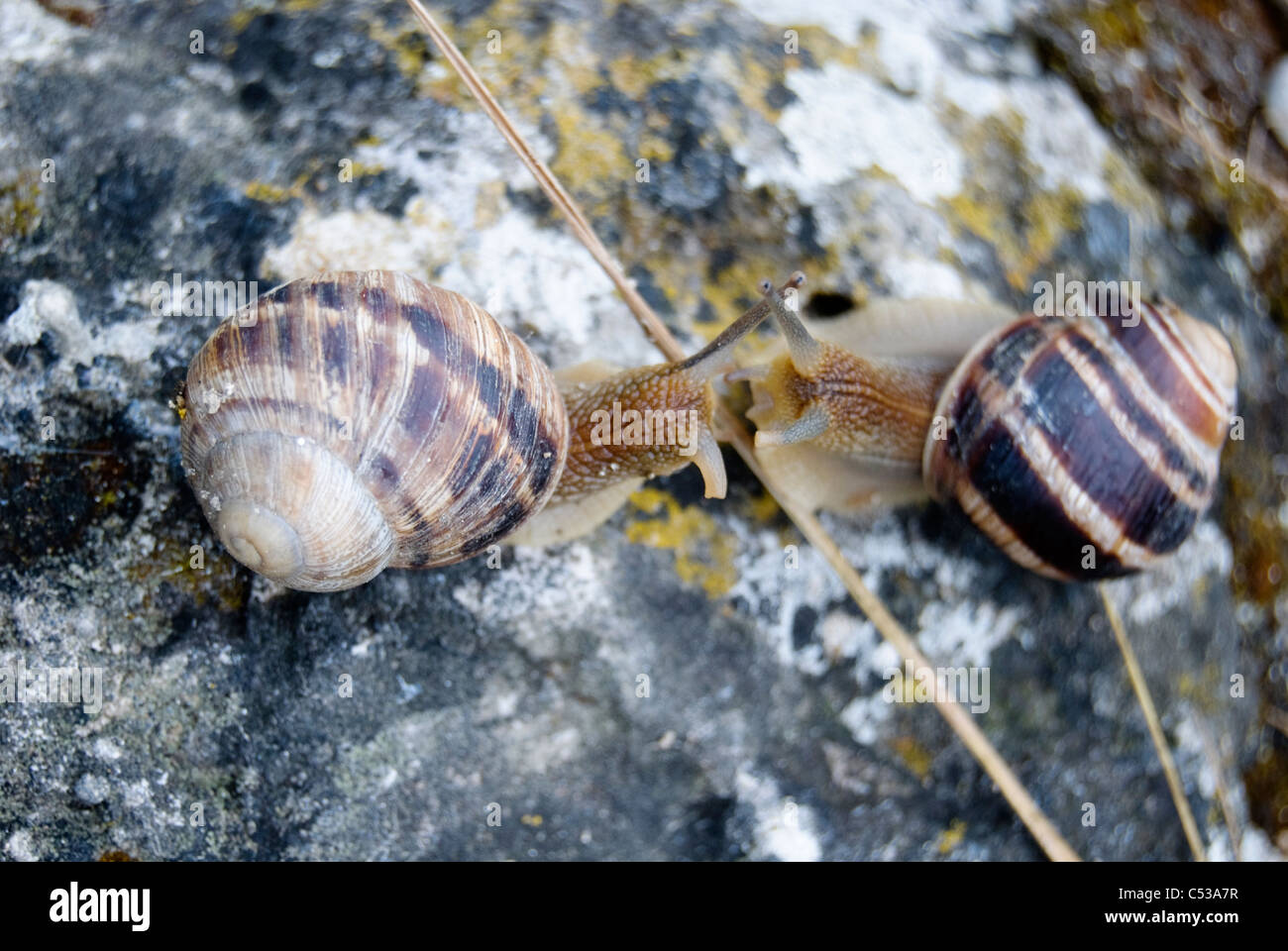 two land snails face to face, meeting and greeting with antennas Stock Photo