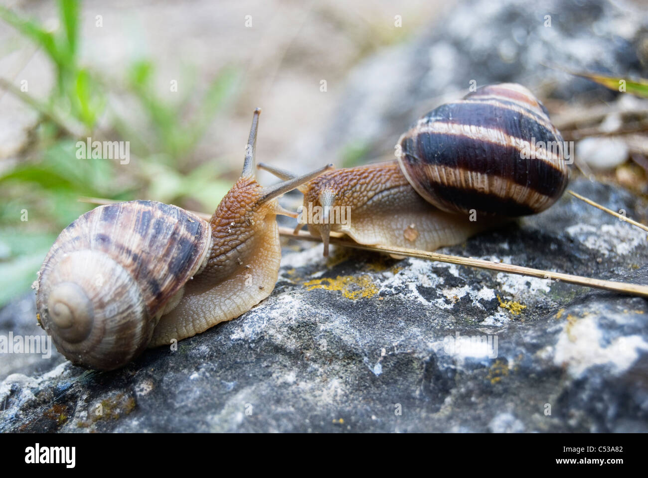 two land snails face to face, meeting and greeting with antennas Stock