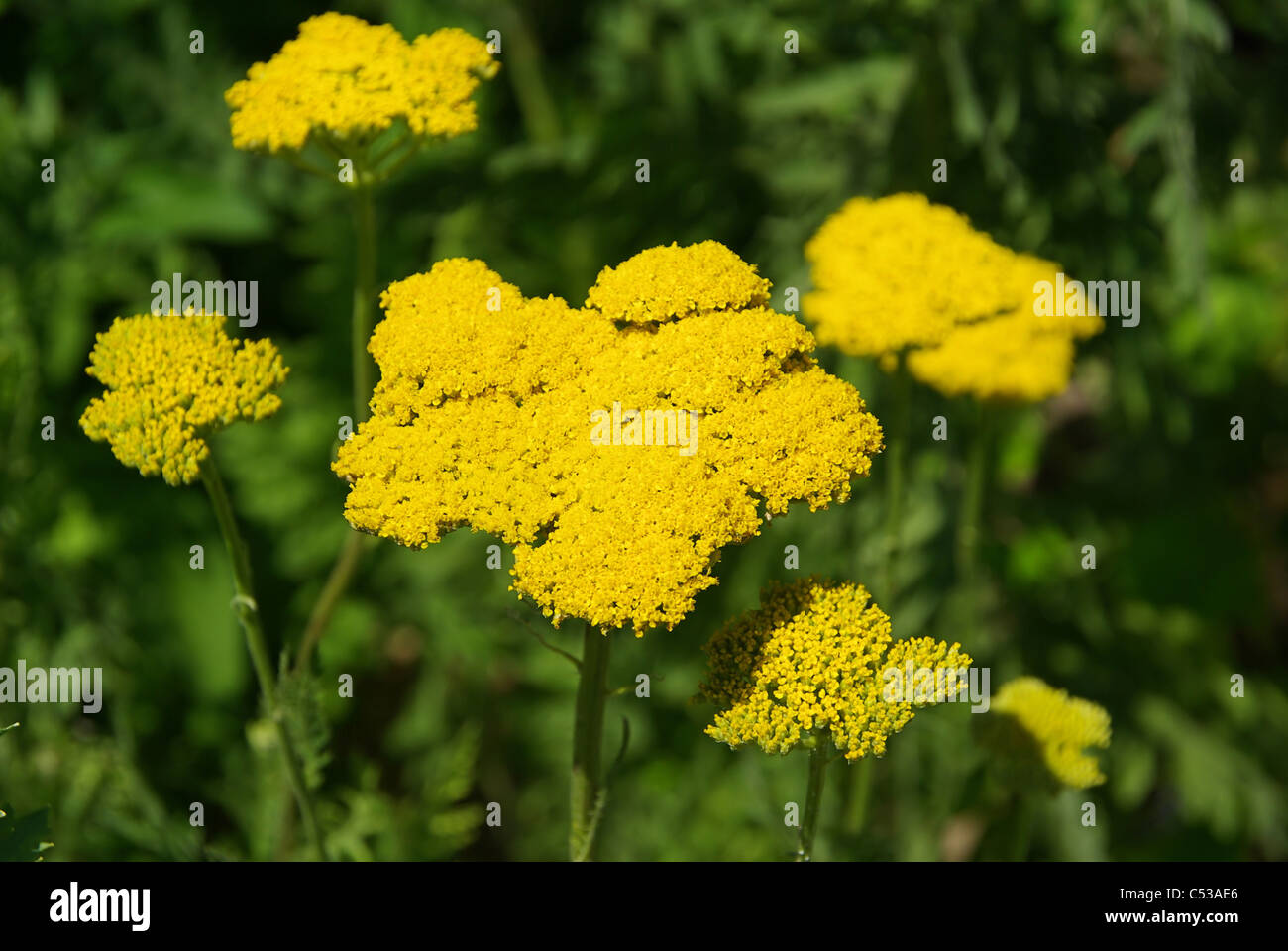 Gelbe Schafgarbe - Fernleaf Yarrow 04 Stock Photo