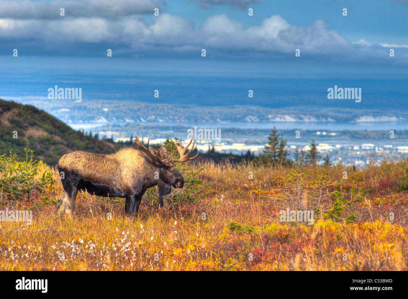 Bull moose in rut near Powerline Pass in Chugach State Park with the city of Anchorage in the backgound, Alaska, HDR Stock Photo