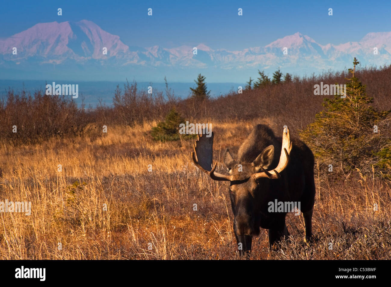 Scenic view of a bull moose in rut near Powerline Pass in  Chugach State Park with Mount McKinley in the backgound, Alaska Stock Photo
