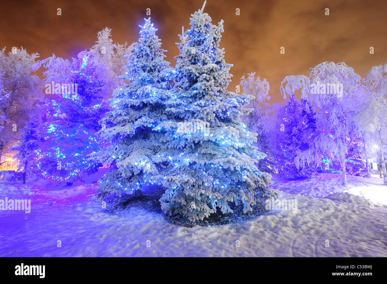 View of frosted Spruce tree covered in blue holiday lights, Anchorage