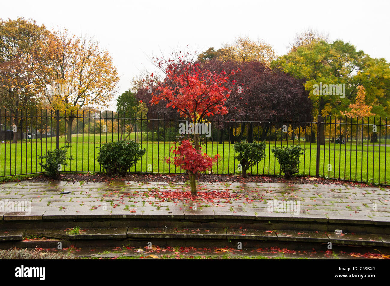 Tree Surrounded Tree surrounded by grass hi-res stock photography and images - Alamy