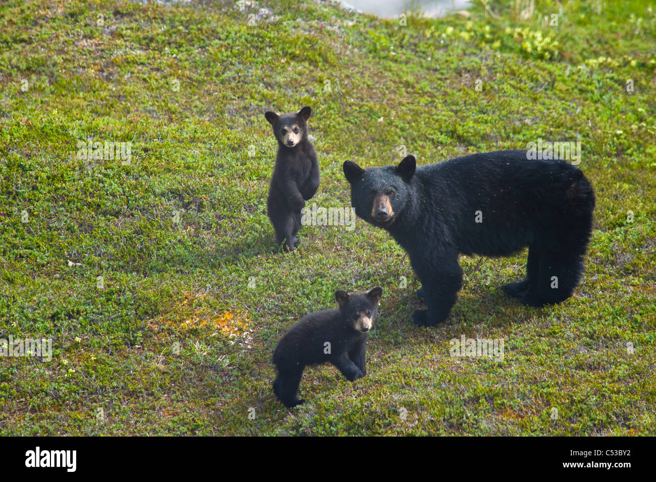 Black bear sow and her two cubs near Harding Icefield Trail at Exit Glacier in Kenai Fiords National Park, Alaska Stock Photo