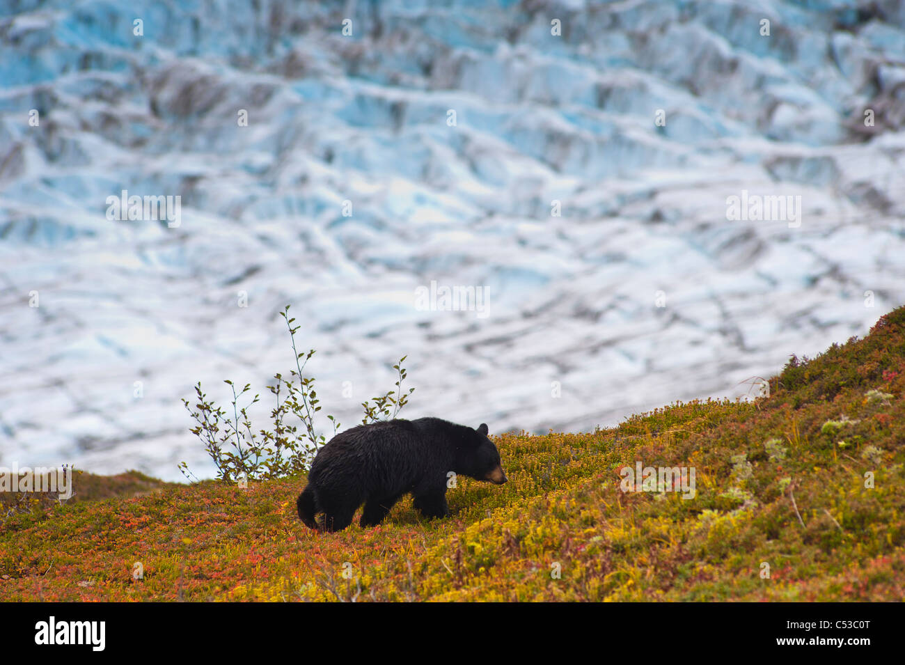 A black bear foraging for berries on a hillside near the Harding Icefield Trail, Kenai Fjords National Park, Seward, Alaska Stock Photo