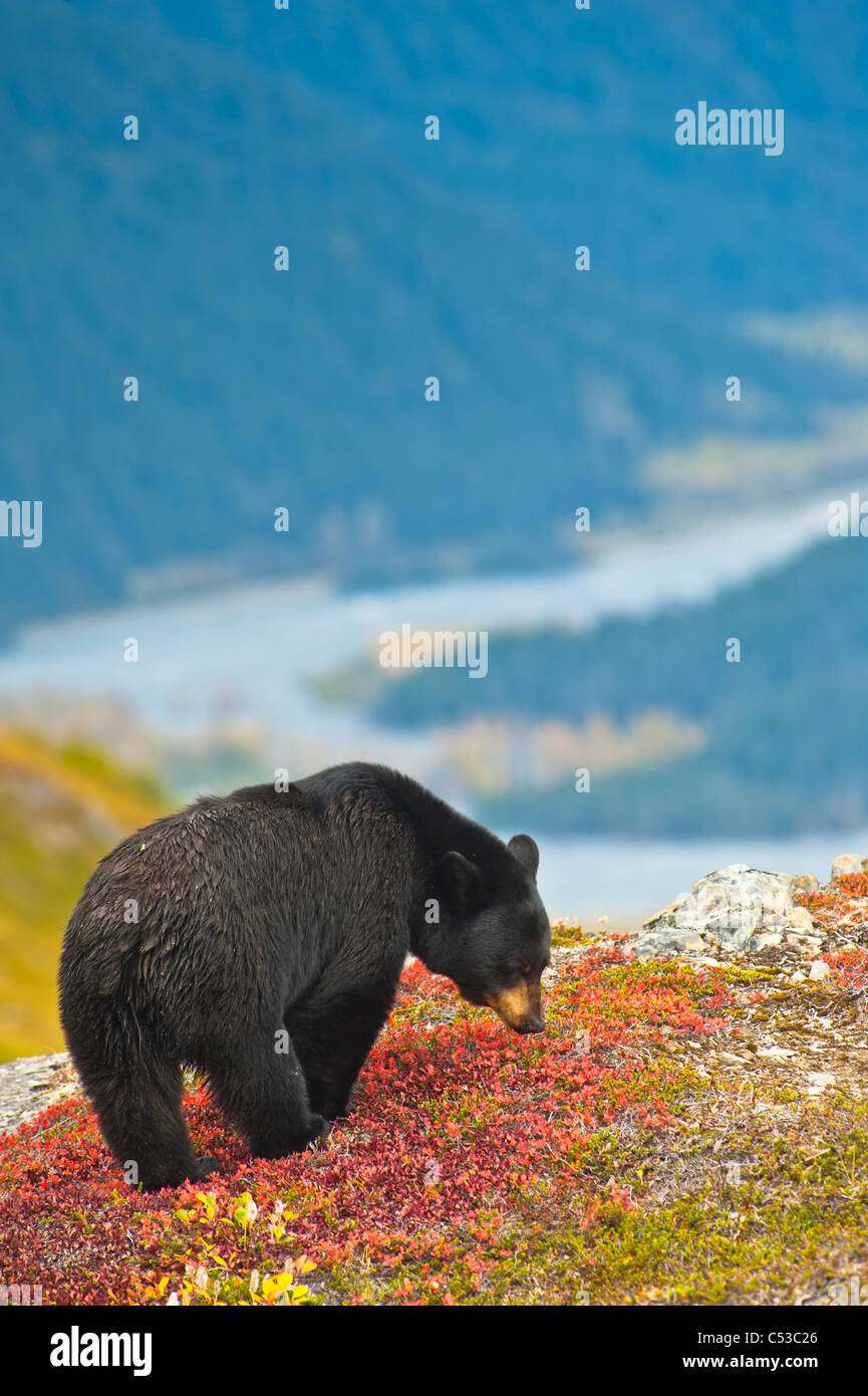 A black bear foraging for berries near the Harding Icefield Trail near Exit Glacier, Kenai Fjords National Park, Seward, Alaska Stock Photo