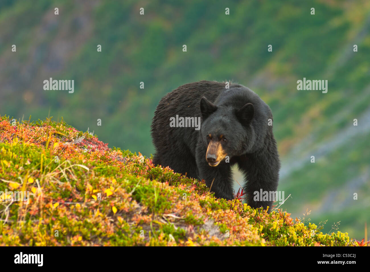 A black bear foraging for berries on a hillside near the Harding Icefield Trail, Kenai Fjords National Park, Seward, Alaska Stock Photo