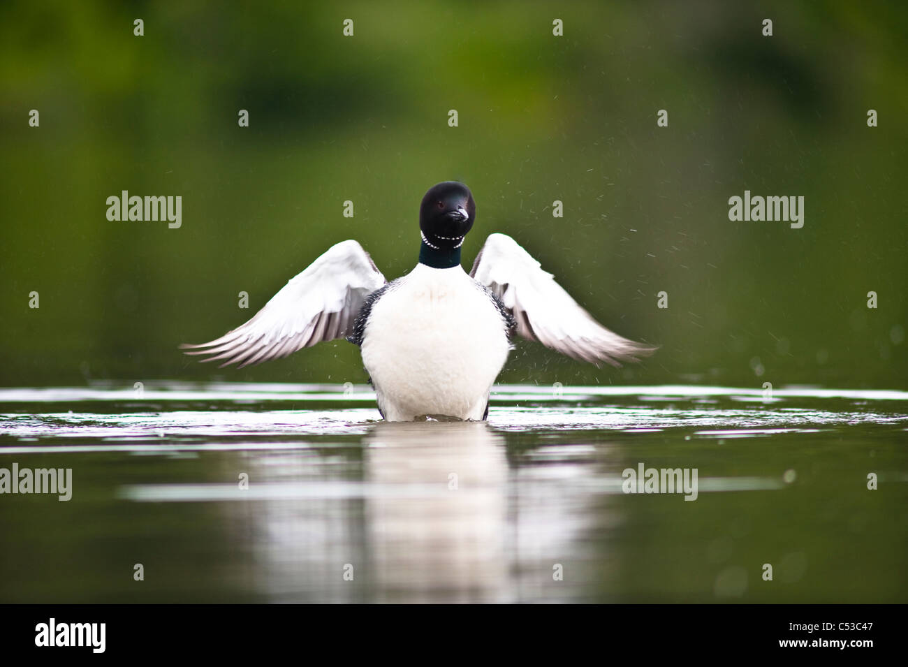 Close up of a Common Loon flapping its wings on Beach Lake, Chugach State Park, Southcentral Alaska, Summer Stock Photo
