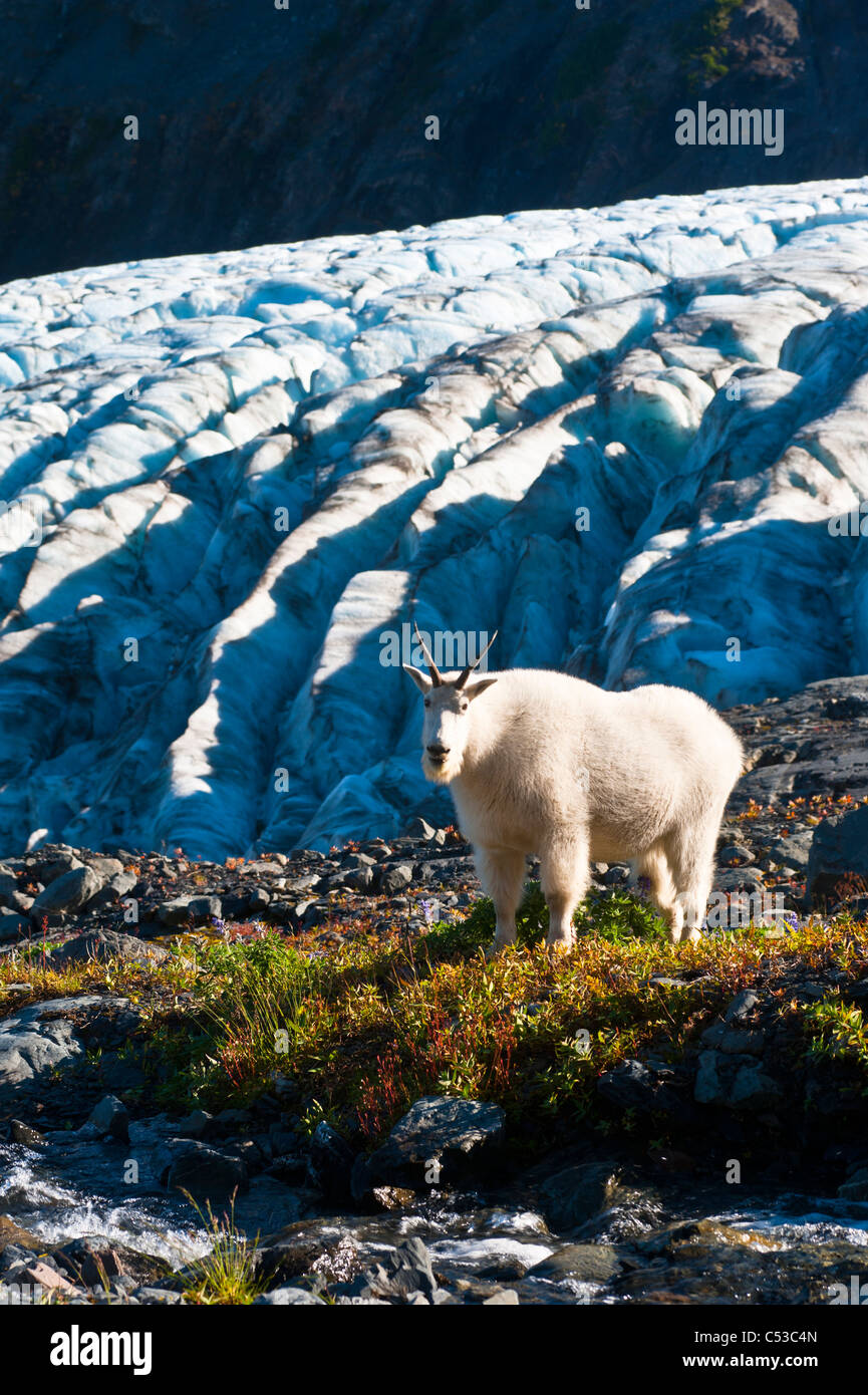 Mountain goat grazing near Harding Icefield Trail with Exit Glacier in the background, Kenai Fjords National Park, Alaska Stock Photo