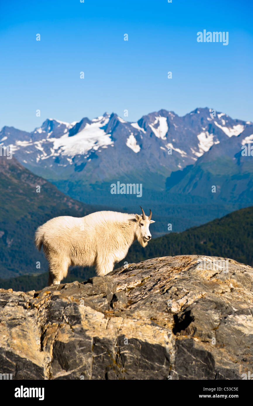 Young billy goat standing on a mountain ridge near Exit Glacier, Kenai Fjords National Park, Kenai Peninsula, Alaska Stock Photo