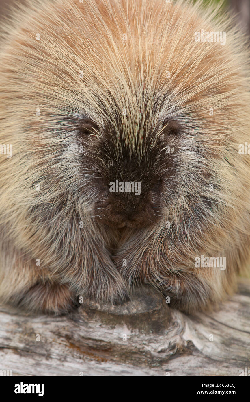 Close up of an adult porcupine, Alaska Wildlife Conservation Center, Southcentral Alaska, Summer. Captive Stock Photo