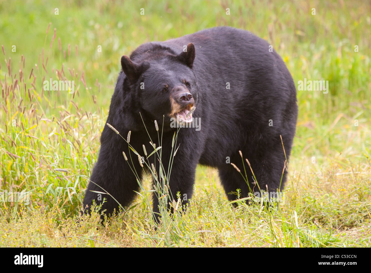 An adult Black Bear grazes on grasses, Alaska Wildlife Conservation Center, Southcentral Alaska, Summer. Captive Stock Photo