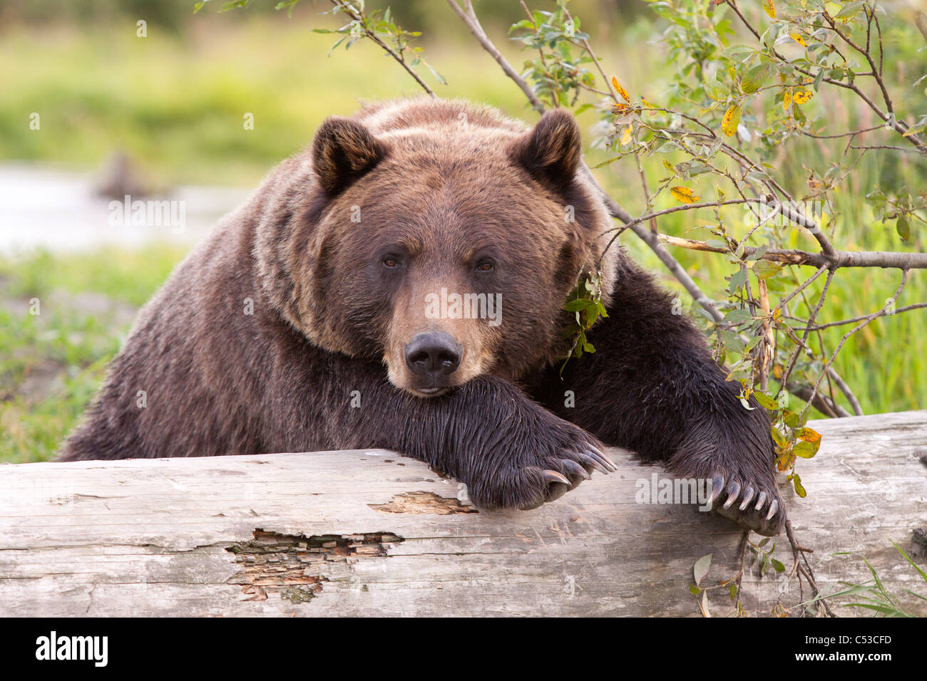 A female Brown bear lays draped over a log, Alaska Wildlife Conservation Center, Southcentral