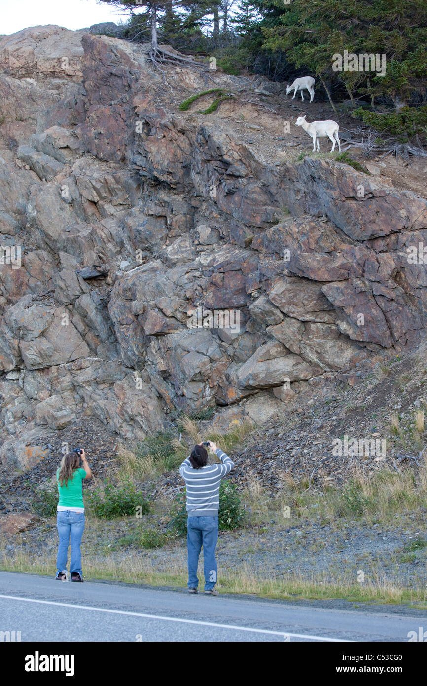 Tourists photograph a Dall sheep ewe and lamb in the rocks at the side of the Seward Highway, Southcentral Alaska, Summer Stock Photo