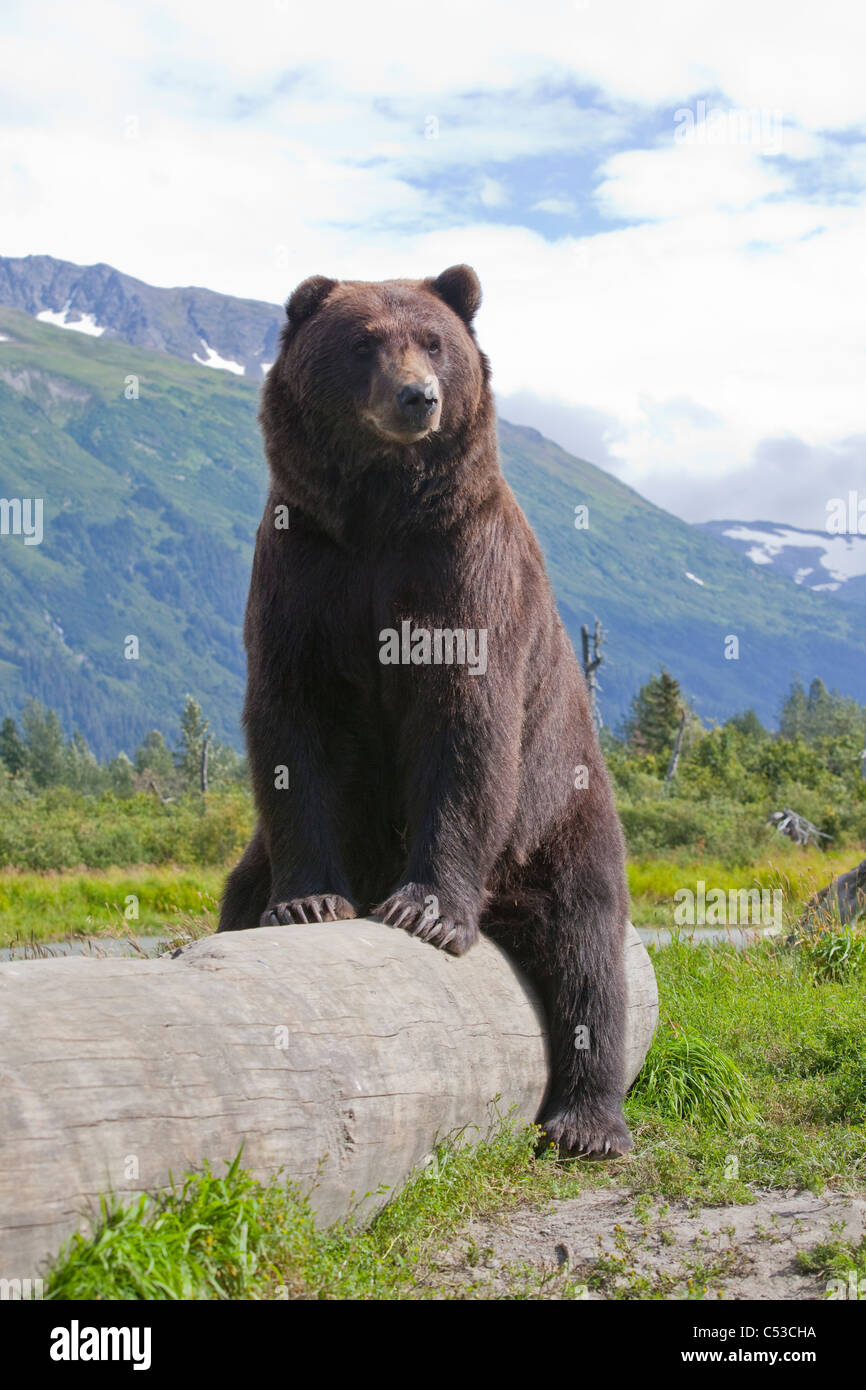 An adult male Brown bear lays on and lazily straddles a log, Alaska Wildlife Conservation Center, Alaska, Summer. Captive Stock Photo