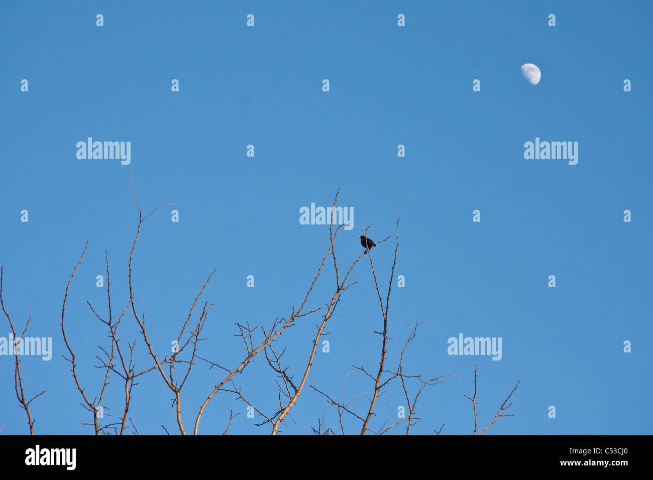 Black bird on a tree and moon Stock Photo