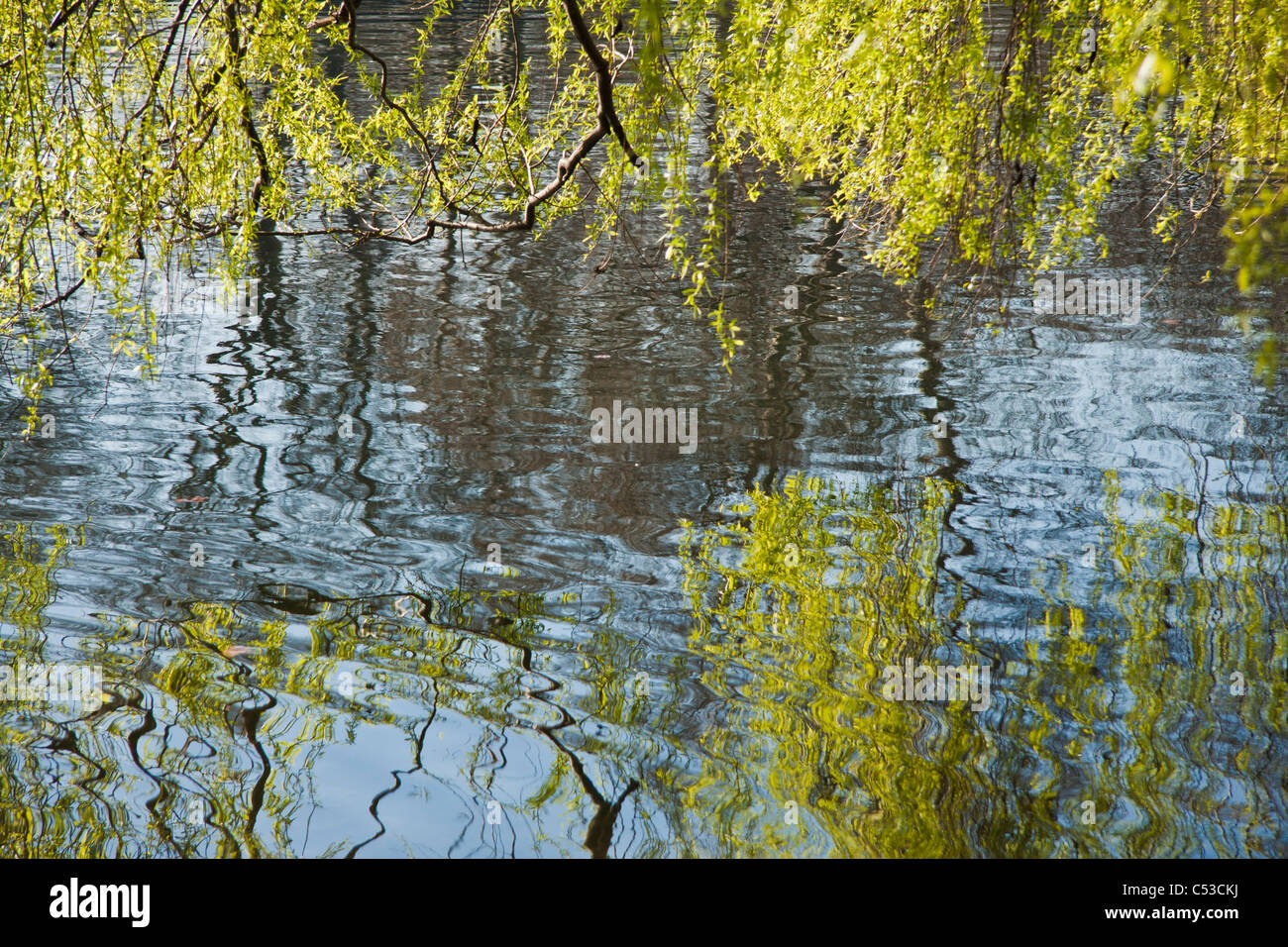 Tree branches on a lake Stock Photo